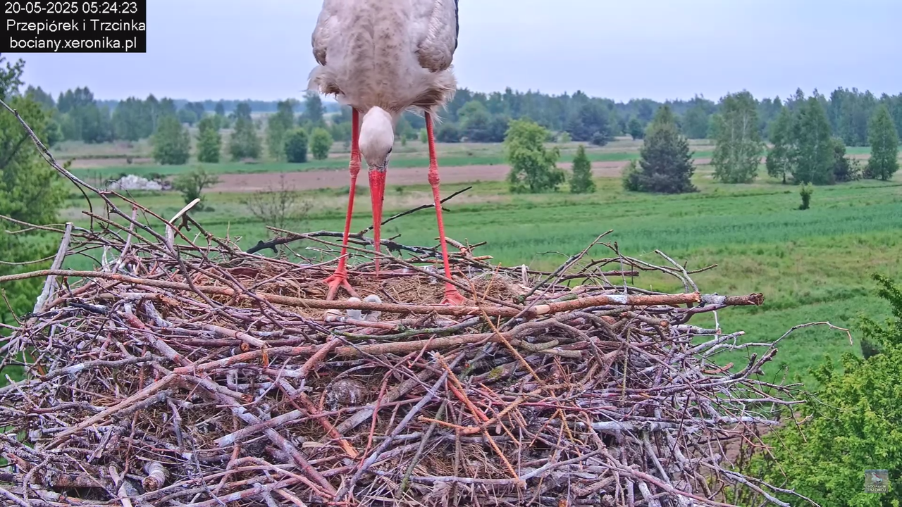 20052025bociany12