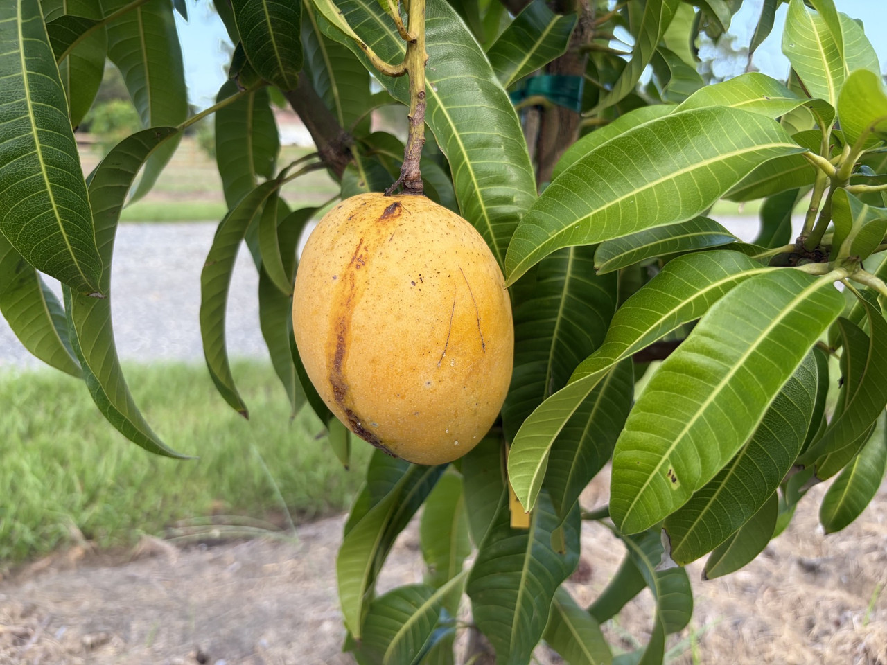 Carrie Mango