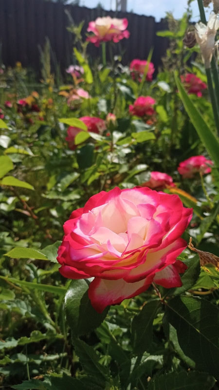 IMG20210622143155