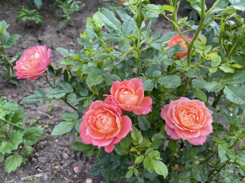 https://i.postimg.cc/RF5T6YnR/IMG-2482.jpg