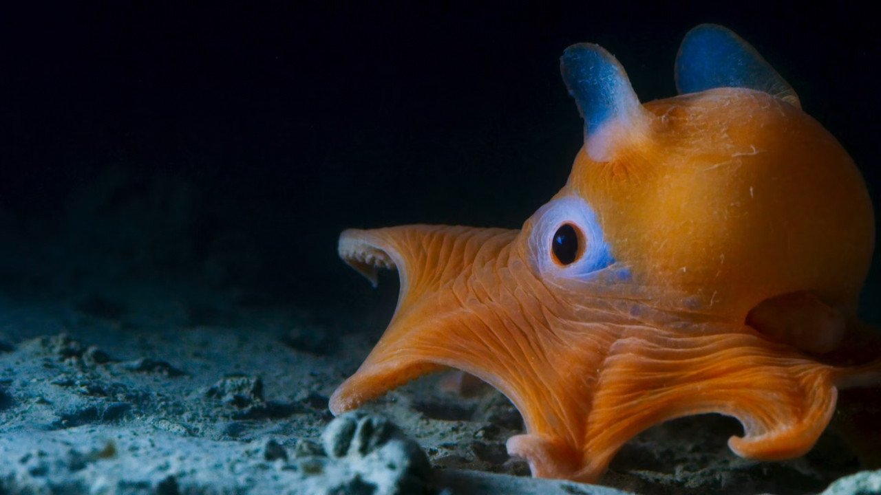 Blue Planet II S01E01 One Ocean (1080p x265 10bit Tigole).mkv_sn