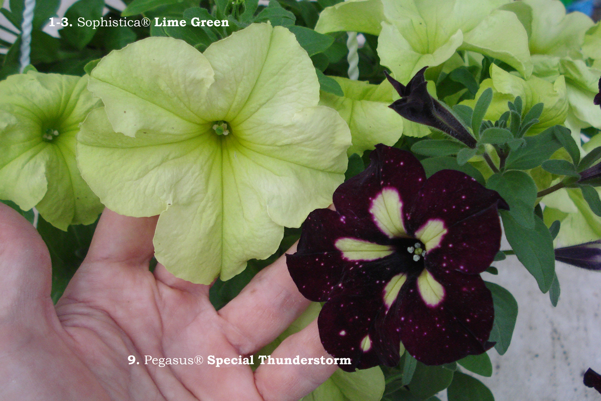 1-3. Sophistica® Lime Green (4)