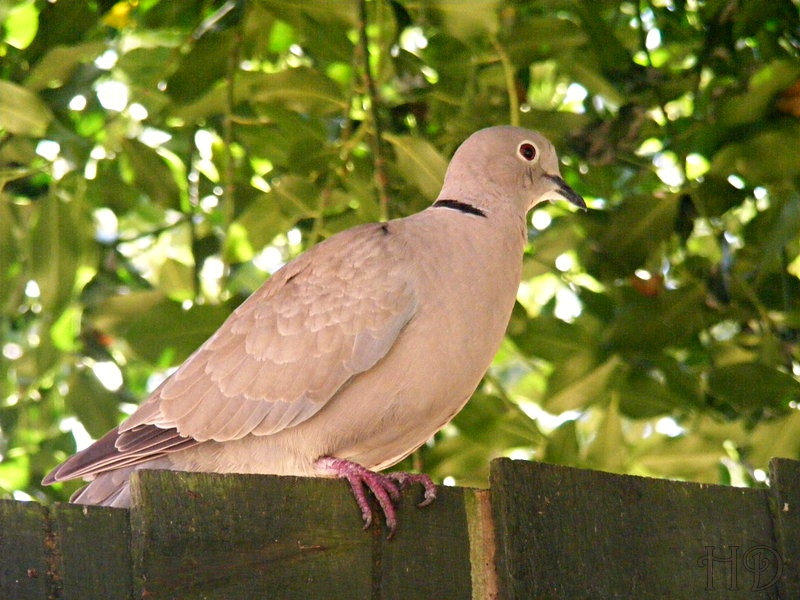 collared-dove-HD.jpg