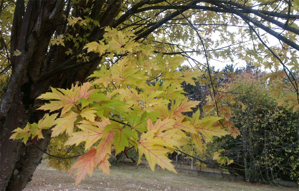 [Image: y20181101-110338.jpg]