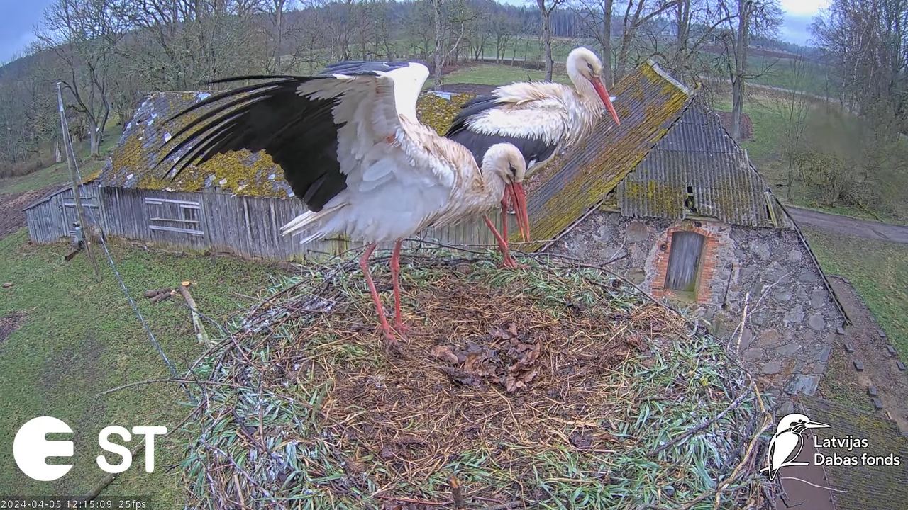Baltie stārķi (Ciconia ciconia) Tukuma novadā - LDF tiešraide __ White storks in Tukums, Latvia 2-7-
