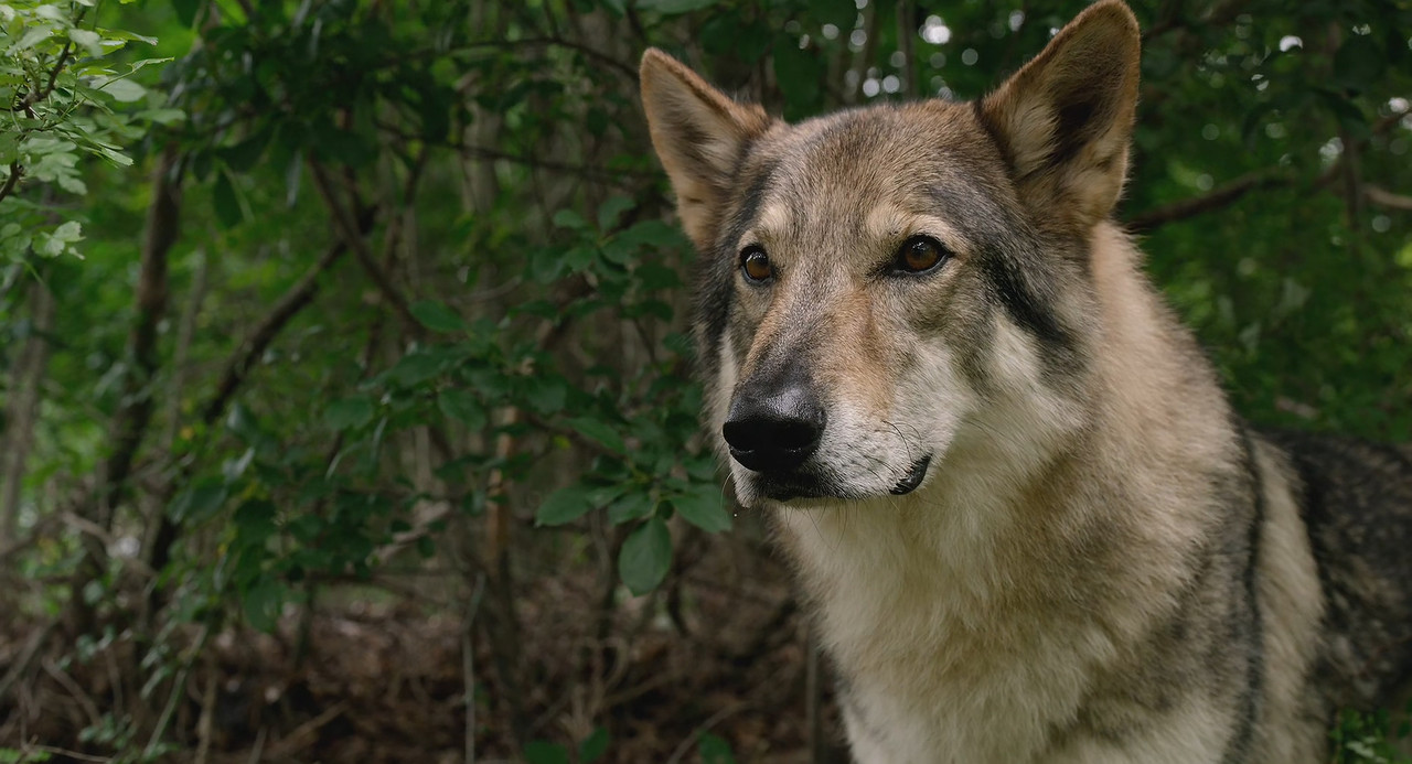 [HR] The New Mutants (2020}_01