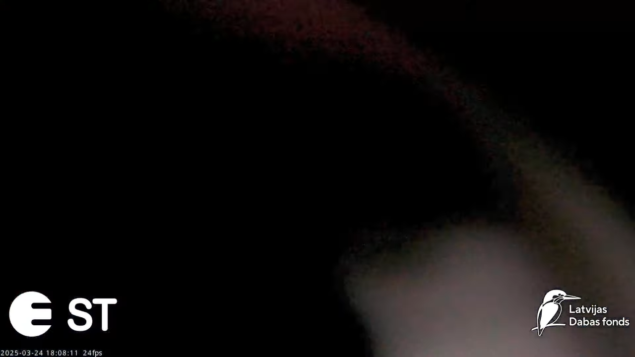 (1) Baltie stārķi (Ciconia ciconia) Tukuma novadā __ White storks in Tukums, Latvia - YouTube - 812_