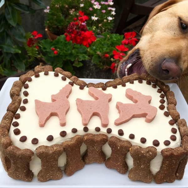 [Image: recette-g-teau-danniversaire-pour-chien-...-chien.jpg]
