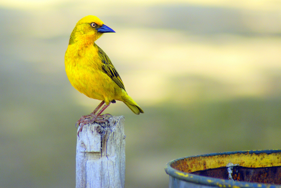 yellowbirdperching.jpg