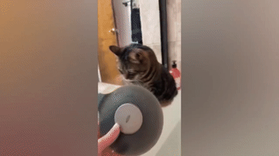 Best-Cube-139-Best-Coub-Compilation-June-2022.gif