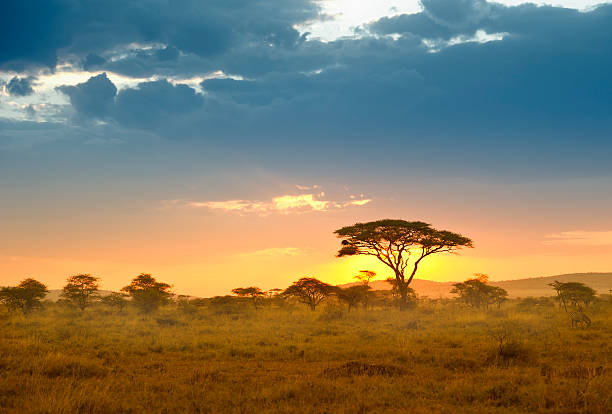 Tanzania-safari-6.jpg