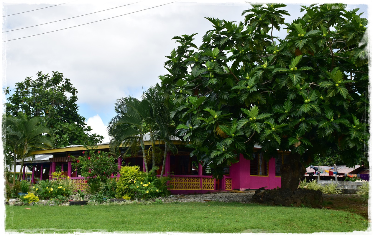 Talofa! Samoa, una perla en el Pacífico - Blogs de Samoa - Introducción y curiosidades sobre Samoa (19)