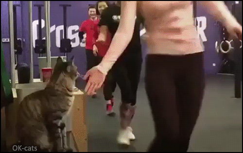 Amazing-Cat-GIF-Cool-cat-high-fives-runners-He-just-thought-they-had-a-treat-for-him.gif