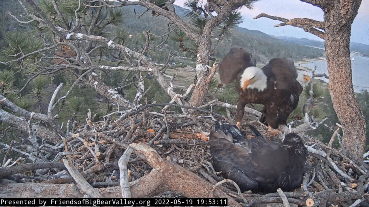 Webp.net-gifmaker (6)