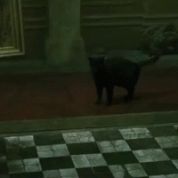 cool-for-cats-alt15.gif
