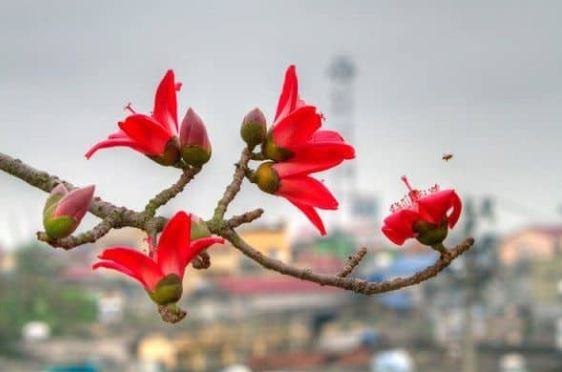 [Image: hoa-gao.jpg]