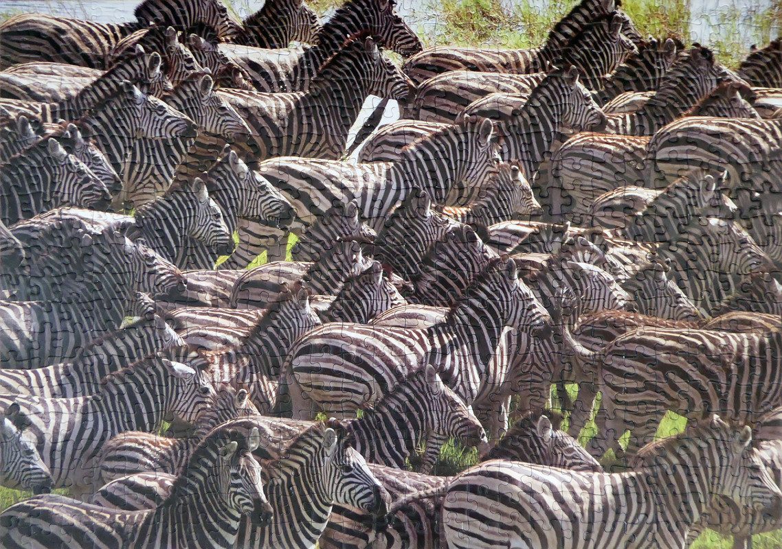 ManadaDeCebras500Educa