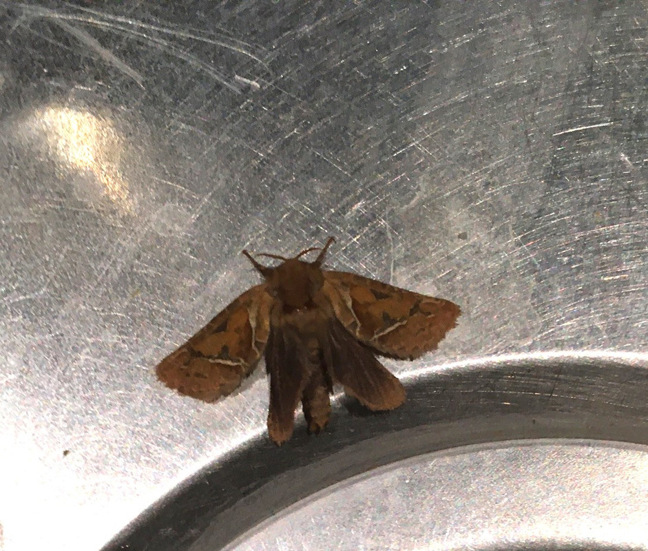 2023=14-08 Mot in de gootsteen 2 IMG_2565 (002)