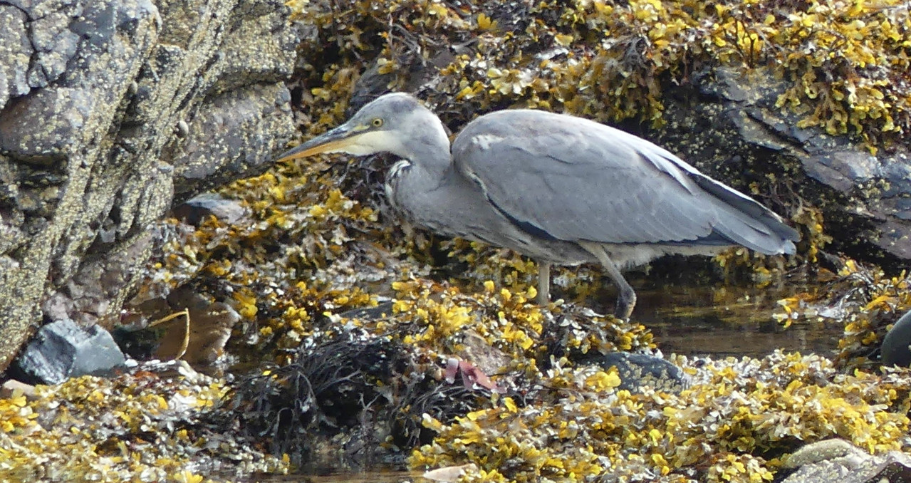 HERON 15jpg