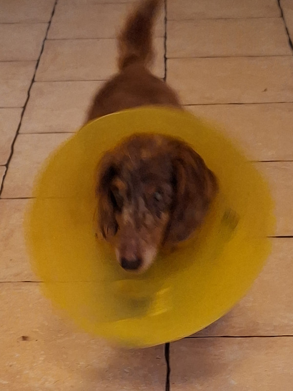 [Image: 20240405-193054.jpg]