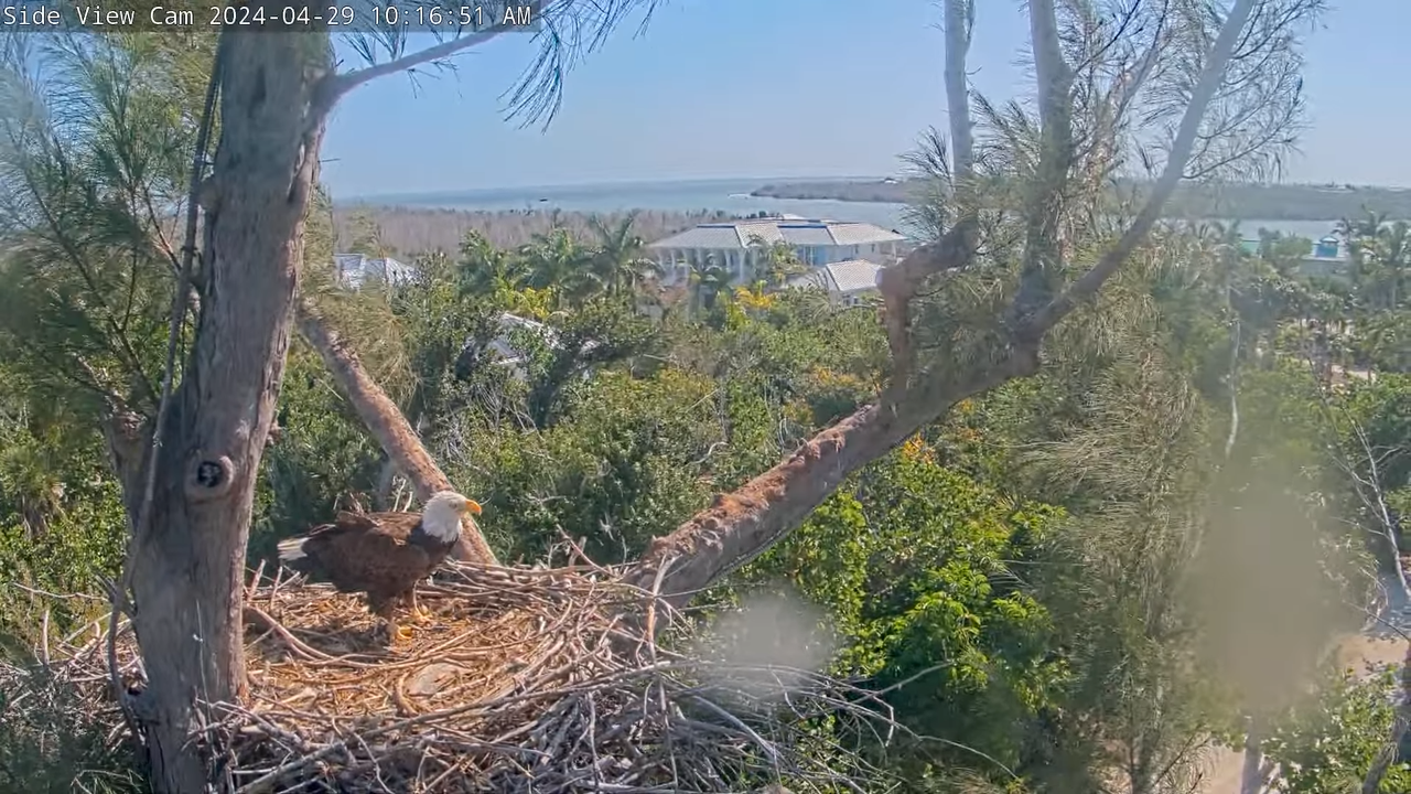 Cal Fledged! _ Captiva (Florida) Eagle Side Cam _  Rest in Peace Lusa _ _Chat Enabled_ 9-12-56 scree