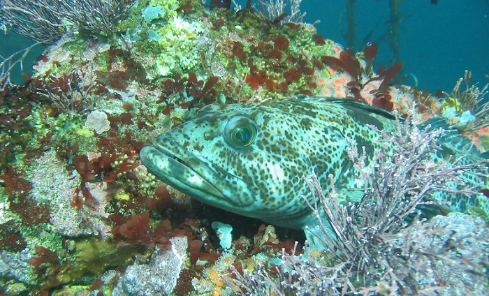 Lingcod, ikan asli pantai barat Amerika Utara, sukses membuat para ilmuwan takjub lantaran memiliki warna biru neon baik di bagian dalam maupun luar tubuhnya.