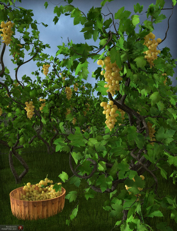 Grapevines Grapevines