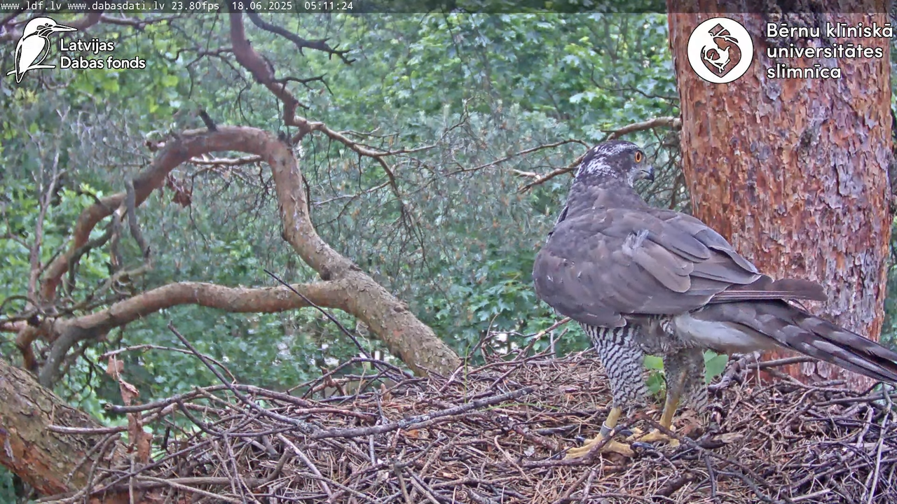 Vistu vanags (Accipiter gentilis) BKUS teritorijā – 2. ligzda 6-41-44 screenshot