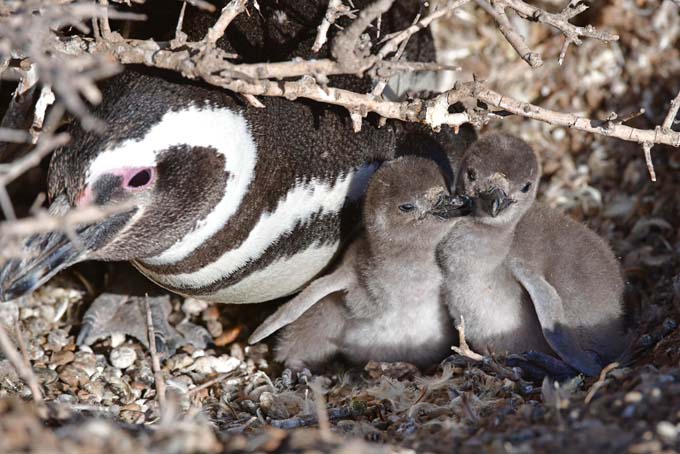 pinguinos-01