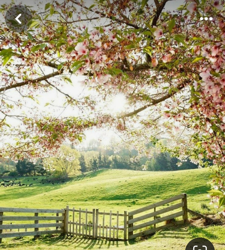 Screenshot_20240320_230800_Pinterest