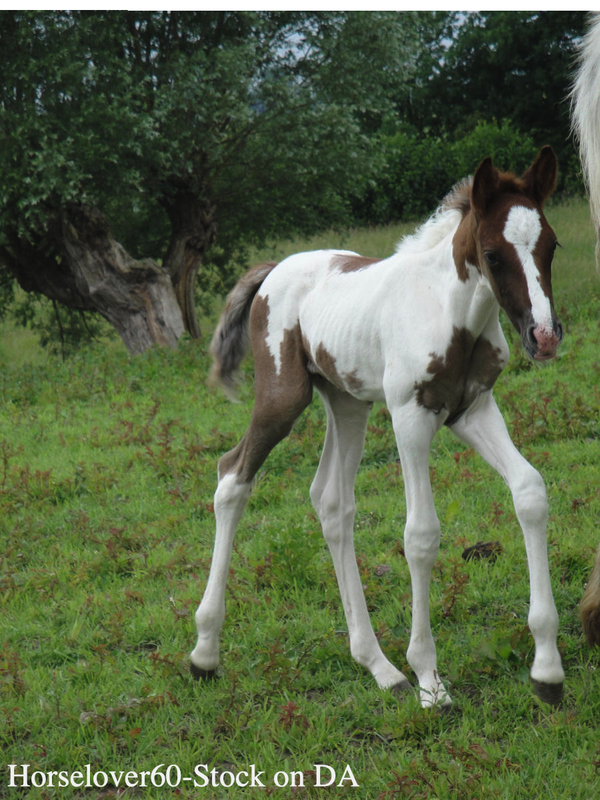 walking-chestnut-tobiano-foal-by-horselover60-stock-d3j8frz-fullview-2.png