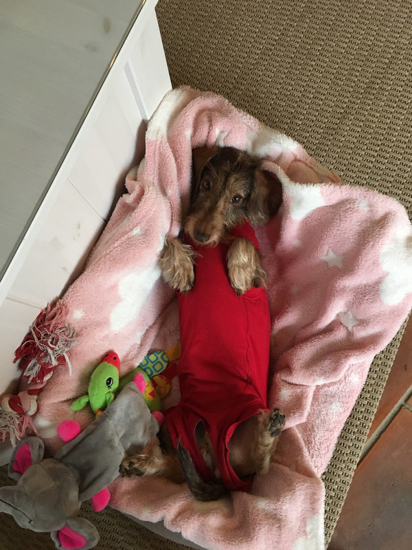 [Image: 9-D66-CAB9-32-E8-48-F2-B7-A7-F7388-FE4231-A.jpg]