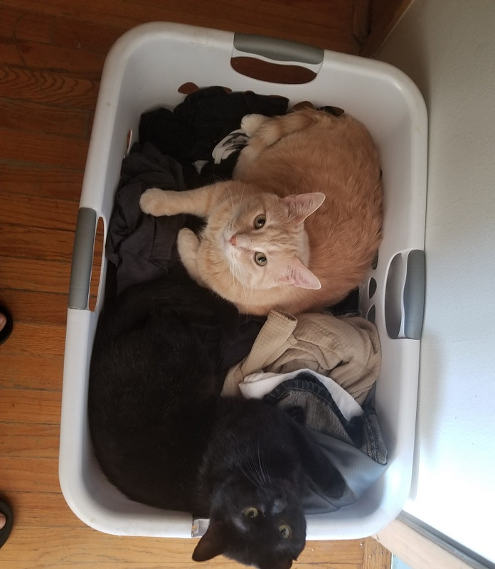 cats.jpg
