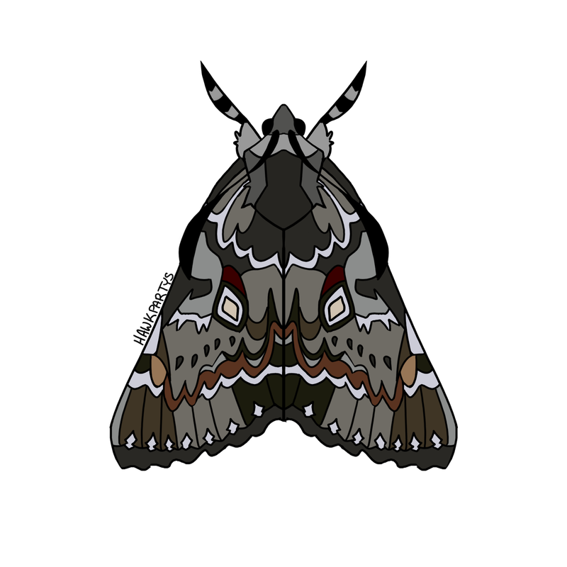moths2