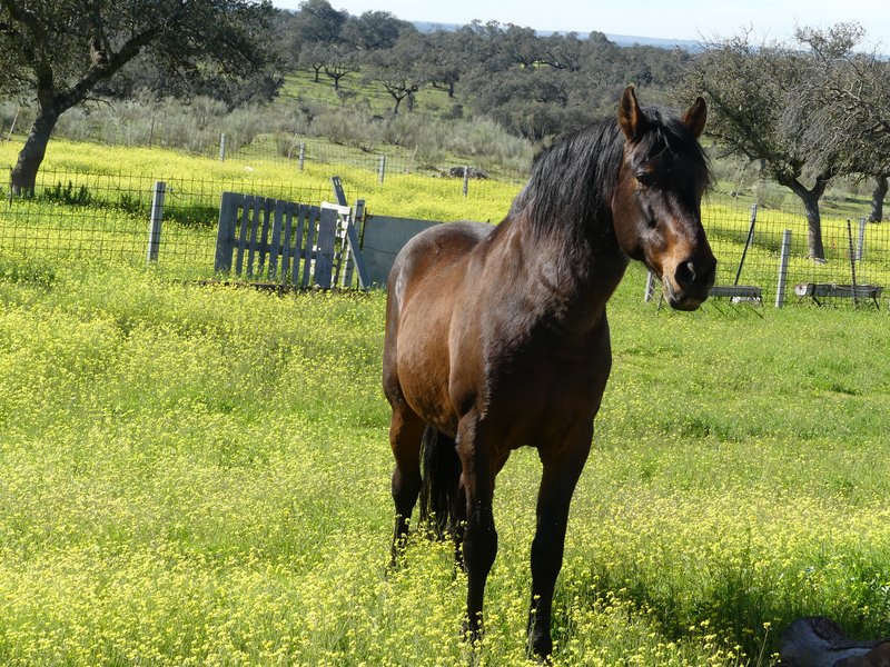 PARQUE NACIONAL DE MONFRAGÜE-2020/2023 - EXTREMADURA Y SUS PUEBLOS -2010-2023 (45)