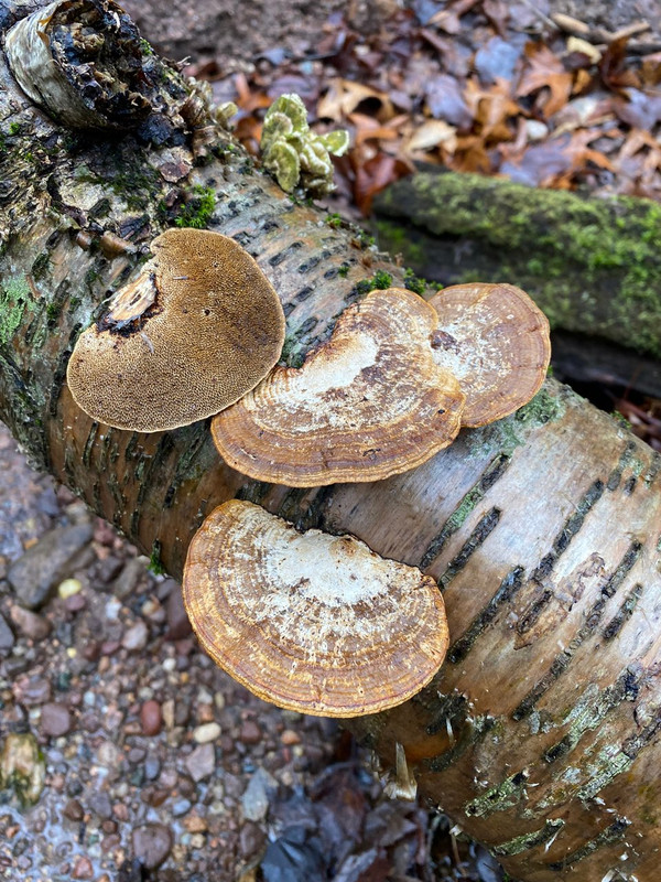 Spring Edible mushroom thread, share you mushroom pictures - Spring ...