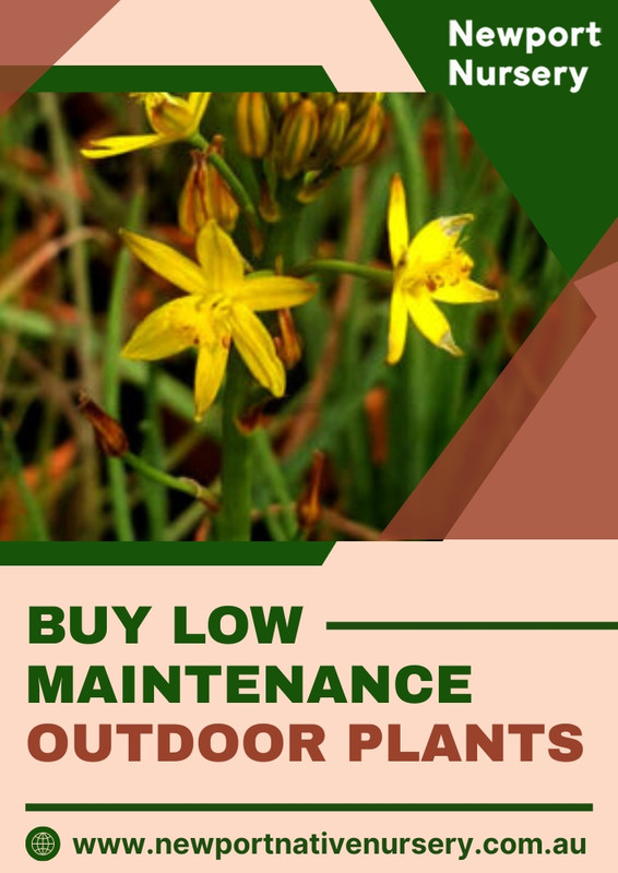 Buy Low Maintenance Outdoor Plants - Newport Native Nursery
