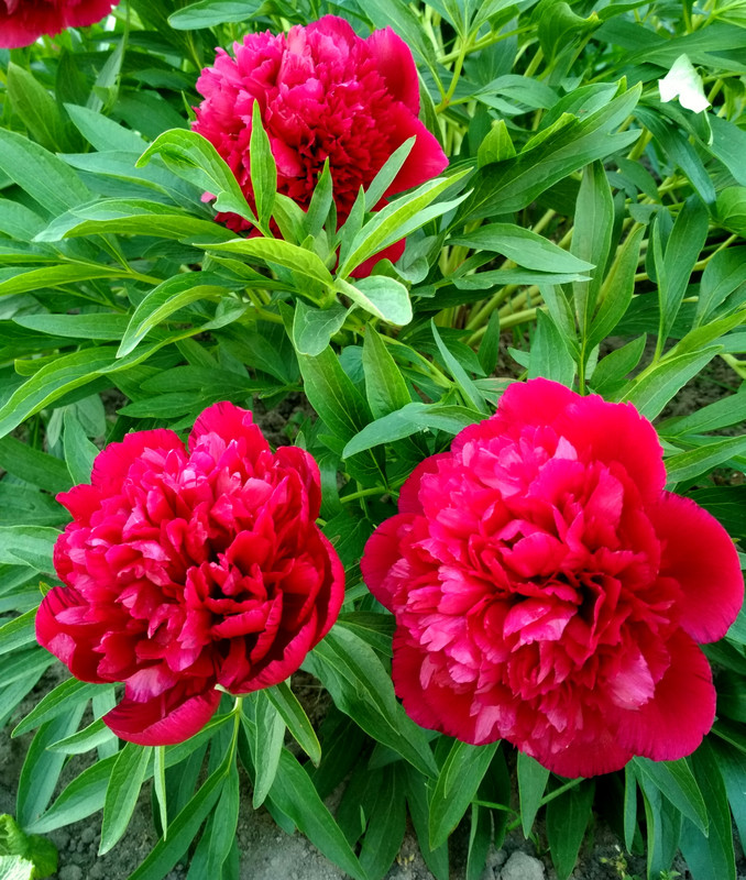 19Пион officinalis Rubra Plena 1