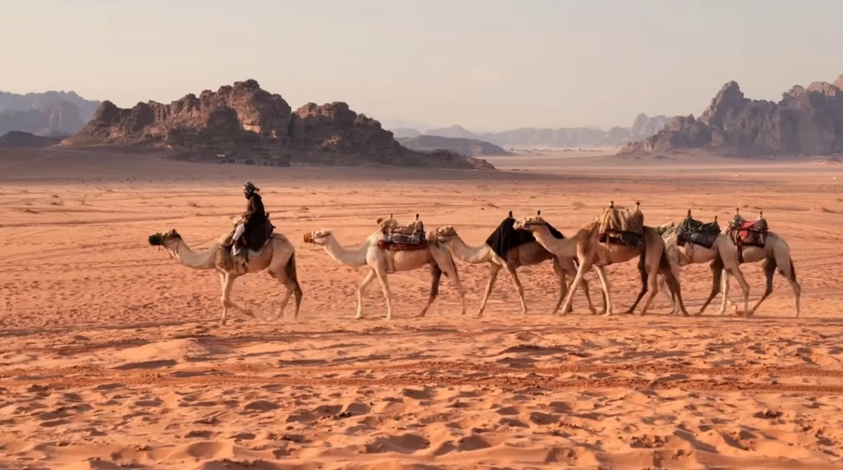 Camel in the desert