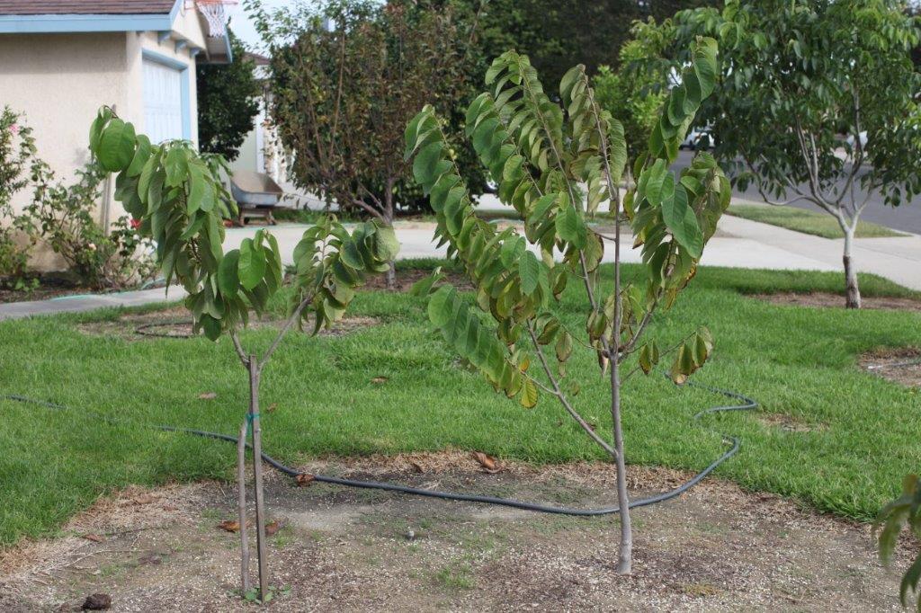 IMG_6423  El Bumpo and Fino de Jete Cherimoyas (