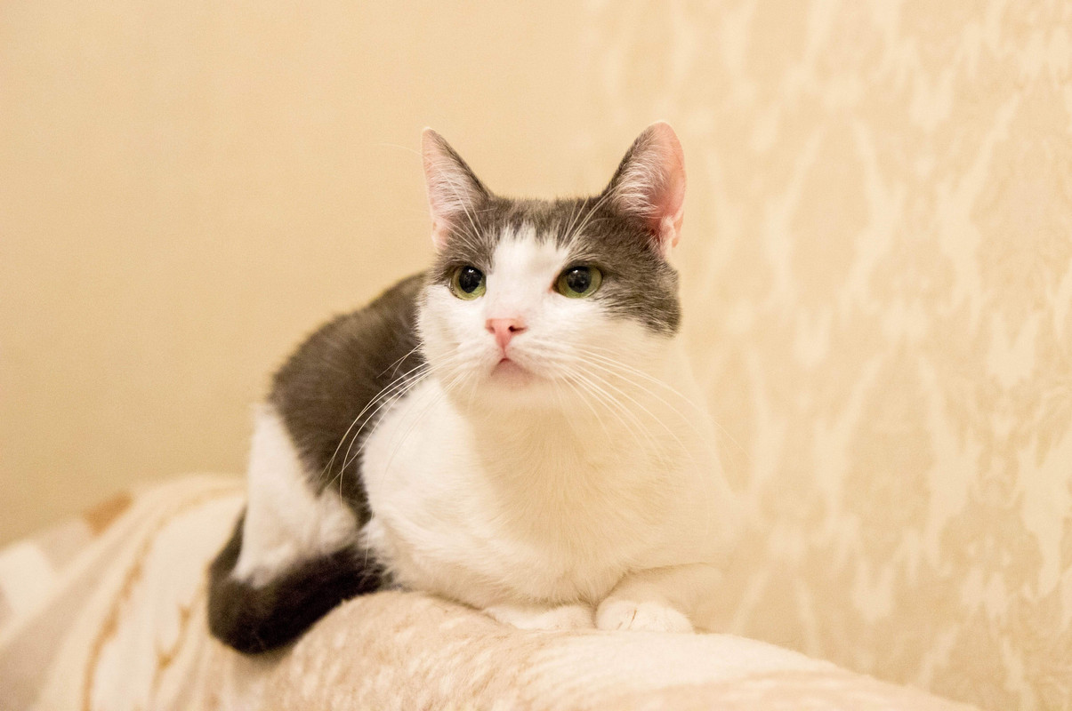 бело-серая-1-6