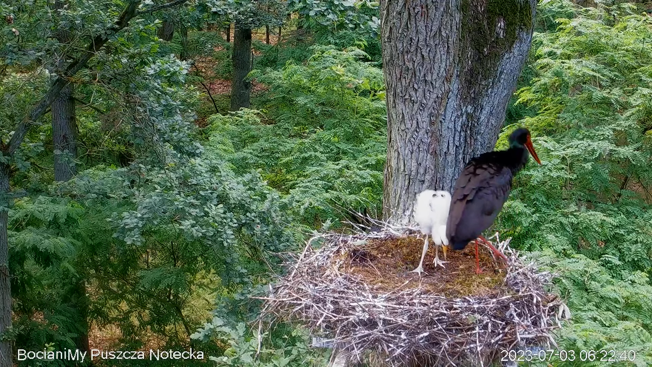 Melnais stārķis Online Puszcza Notecka _ Black stork Online Notecka Forest 9-58-35 screenshot