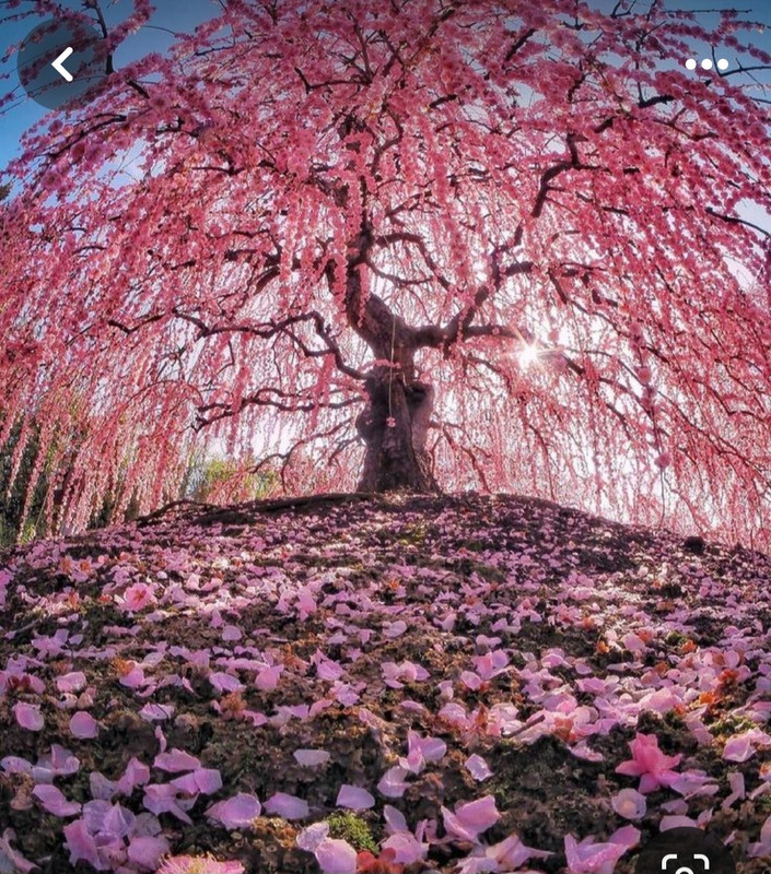 Screenshot_20240331_204548_Pinterest