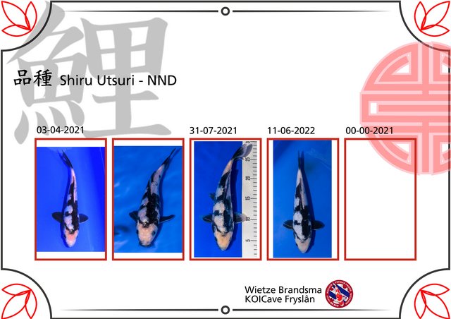 ontwikkelschema-shiru utsuri