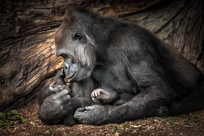 blacknwhite-gorilla-sandiego-zoo.jpg