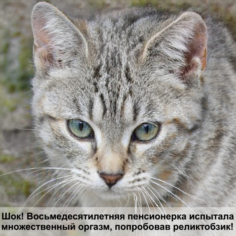 кошка лакает молоко