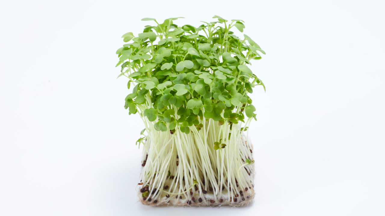 Cauliflower Microgreens