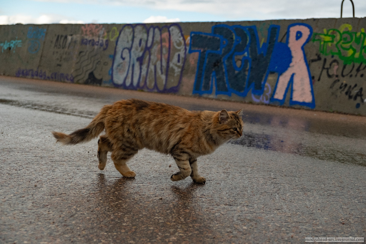 Sevcat-S-7353
