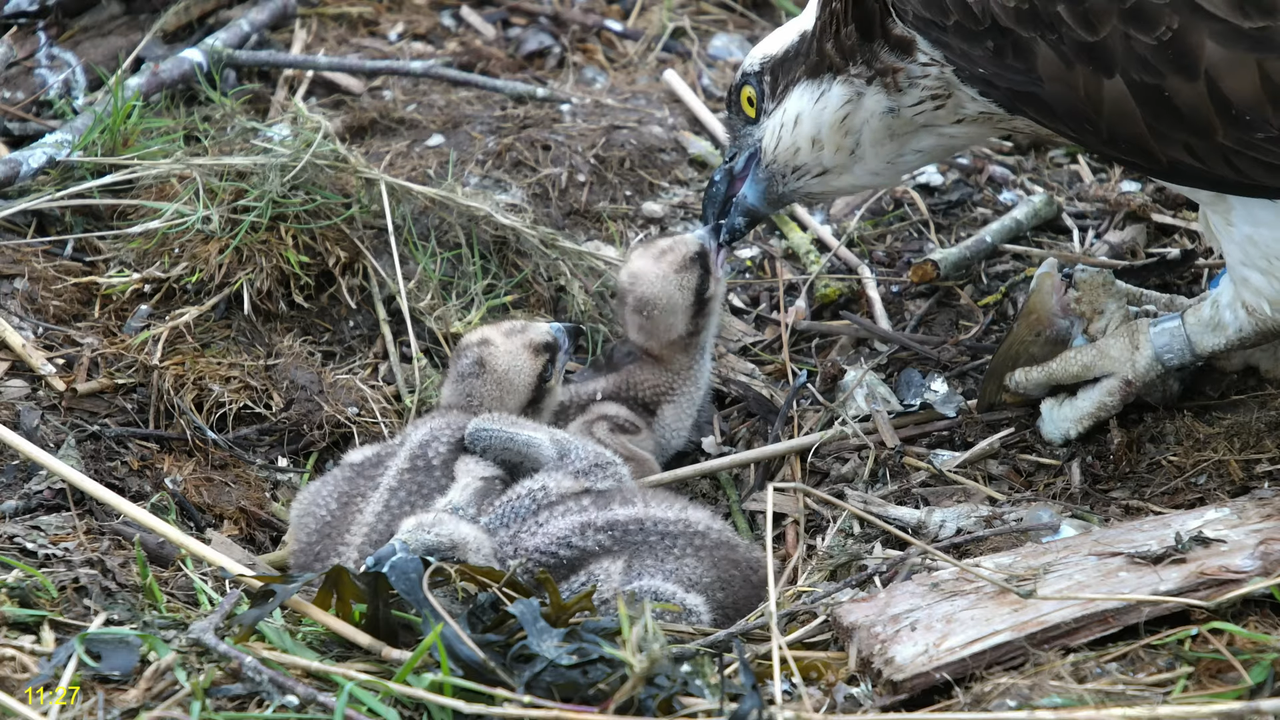 🦅 Dyfi Osprey projekts (VELSA)_ 2024. GADA TIEŠRAIDE 4K kvalitātē 🦅 13-5-20 screenshot