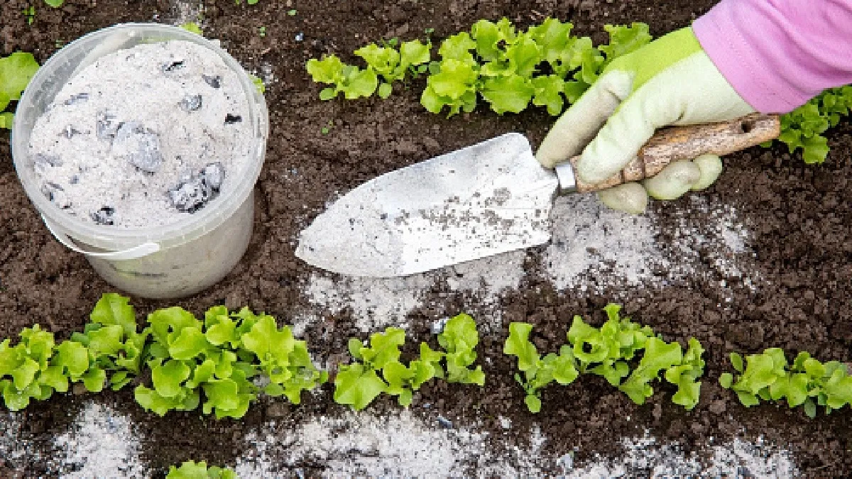 ¿Por qué se le pone cal a las plantas? Estos son sus beneficios para tu jardín